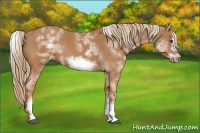Horse Color:White Spotted Chestnut Sabino Frame 