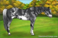 Horse Color:White Spotted Black Sabino Frame 