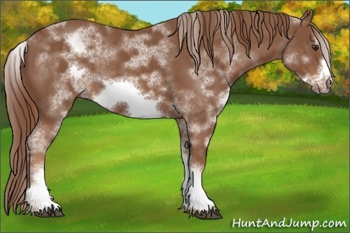 Horse Color:White Spotted Chestnut Sabino Frame 