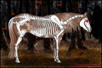 Horse Color:White Spotted Chestnut Sabino Frame 