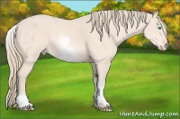 Horse Color:White Spotted Perlino Sabino