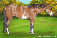 Horse Color:White Spotted Bay Sabino Frame 