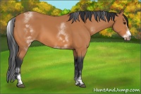 Horse Color:White Spotted Bay Sabino Frame 