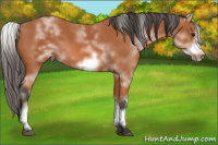 Horse Color:White Spotted Bay Sabino Frame 