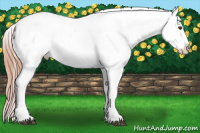 Horse Color:White Spotted Chestnut Sabino Frame Appaloosa 