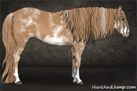Horse Color:White Spotted Chestnut Sabino Frame