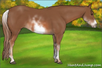 Horse Color:White Spotted Chestnut Sabino Frame