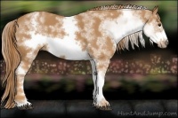Horse Color:White Spotted Chestnut Sabino Frame 