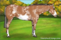 Horse Color:White Spotted Bay Sabino Frame 