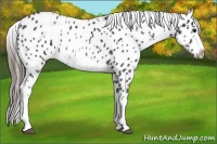 Horse Color:White Spotted Blue Roan Splash Frame Appaloosa 