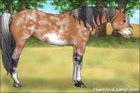 Horse Color:White Spotted Bay Sabino Frame 