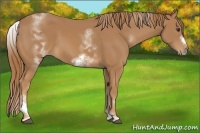 Horse Color:White Spotted Chestnut Sabino Frame 