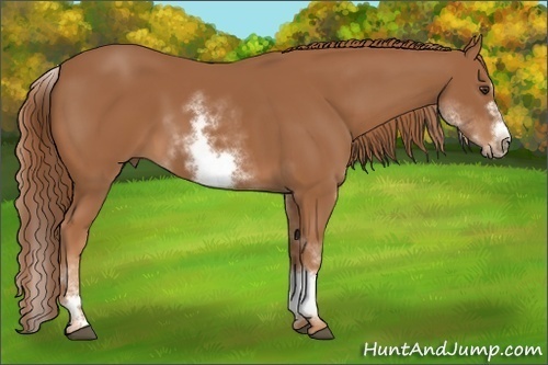 Horse Color: White Spotted Chestnut Sabino Frame 