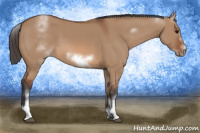 Horse Color:White Spotted Bay Dun Sabino Frame