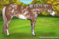 Horse Color:White Spotted Chestnut Sabino Frame 