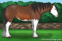 Horse Color:Bay Splash 