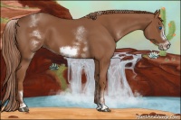 Horse Color:White Spotted Chestnut Sabino Frame 