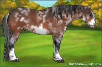 Horse Color:White Spotted Bay Sabino Frame 