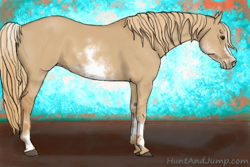 Horse Color: White Spotted Red Dun Sabino Frame 