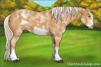 Horse Color:White Spotted Palomino Sabino Frame 