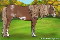 Horse Color:White Spotted Chestnut Sabino Frame 