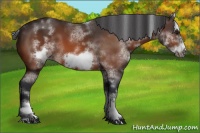 Horse Color:White Spotted Bay Sabino Frame 