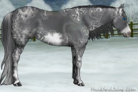 Horse Color:White Spotted Black Ice Sabino Frame 