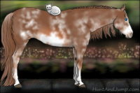 Horse Color:White Spotted Chestnut Sabino Frame 