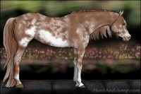 Horse Color:White Spotted Chestnut Sabino Frame 