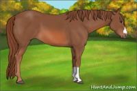 Horse Color:Chestnut 