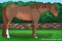 Horse Color:Red Roan 