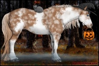Horse Color:White Spotted Chestnut Sabino Frame 