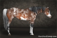 Horse Color:White Spotted Bay Sabino Frame 