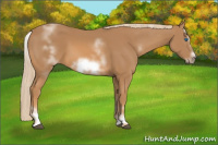 Horse Color:White Spotted Chestnut Sabino Frame 
