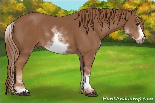 Horse Color: White Spotted Chestnut Sabino Frame 
