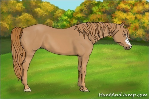 Horse Color: Unknown 