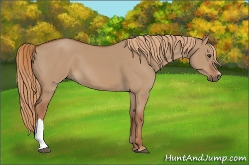 Horse Color: Unknown 