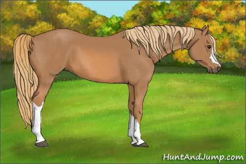 Horse Color: Chestnut 