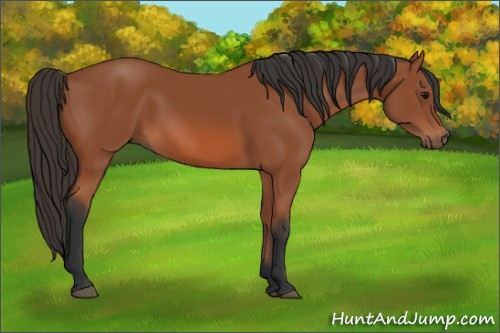 Horse Color: Bay 