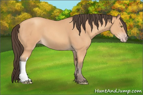 Horse Color: Amber Champagne 