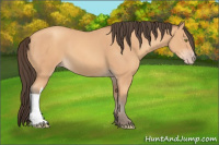 Horse Color:Amber Champagne 