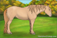 Horse Color:Gold Champagne