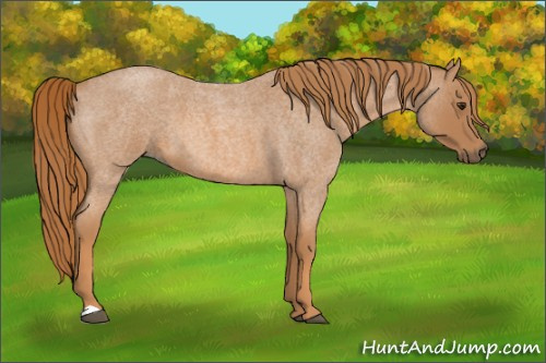Horse Color: Red Roan 