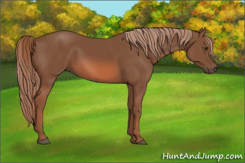 Horse Color: Chestnut 