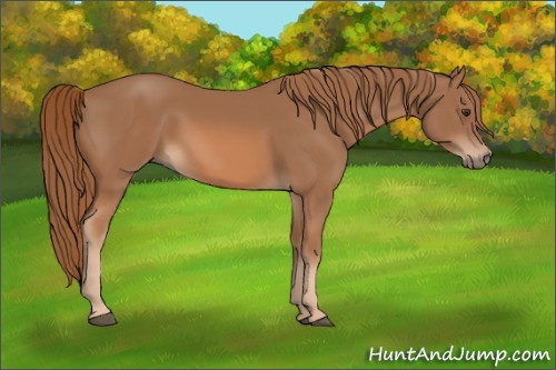 Horse Color: Chestnut 