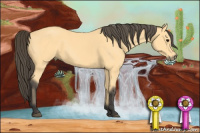 Horse Color:Buckskin 