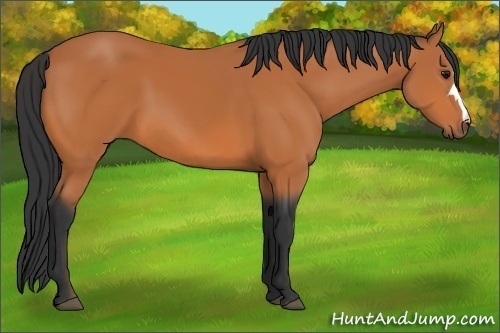 Horse Color: Unknown 