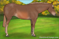 Horse Color:Liver Chestnut 