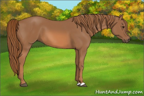 Horse Color: Chestnut 