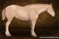 Horse Color:Gold Champagne 